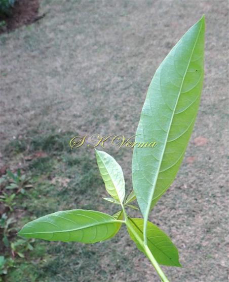  Leaves in abaxial view